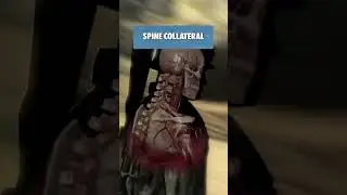 1 shot, 4 spines