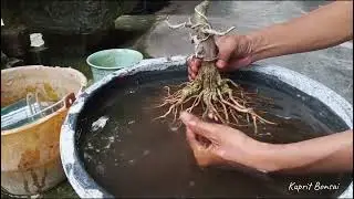 Supaya Tidak Busuk Akar Pada Waru Setelah Pindah Tanam, Lakukan Hal Ini(@kupritbonsai )