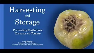 Harvesting and Storage: Preventing Postharvest Diseases on Tomato