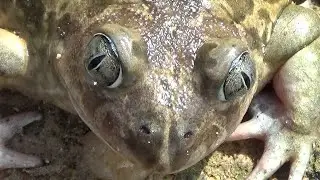 Sapo de espuelas (Pelobates cultripes). Precioso, enigm&aacute;tico, carism&aacute;tico. GONZALO.