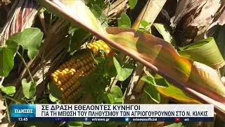 Κιλκίς: Κυνηγοί εναντίον αγριογούρουνων | 15/09/2022 | ΕΡΤ