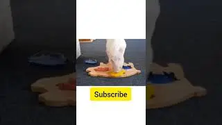 Most intelligent pig playing colour sorter | Funny animal reactions #shorts