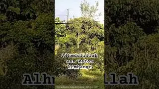 Berbunga #updateterkini #hariini #mendungtanpoudan #bersyukur #petani #newcristal #cahsrandu