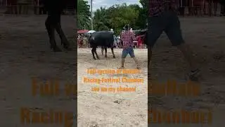Buffalo Racing Festival Chonburi Thailand 2022