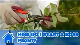 Care for Knockout Roses : How Do I Start a Rose Plant?