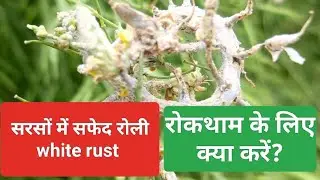 mustard white rust disesse control / सरसों में सफेद रोली रोग नियंत्रण