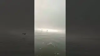Stillness of the water #birdsinflight #wildlifeentertainment #shorts #nature