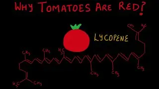 Why tomatoes are red? | Ultraviolet and Visible spectroscopy