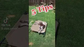 Five Tips German Shorthaired Pointer puppy....☑️🤣🐶#shorts #ytshorts #dog #gsd #gsp #viral