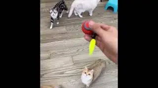 Interactive Cat Toy &ndash; Automatic Ball with Tail for Indoor Cats | CashyMart