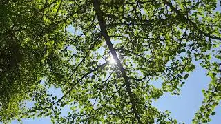 Maidenhair (female) - branches, twigs, leaves & flowers in the sun - April 2025