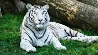 Tiger Meditating for fifteen minutes 