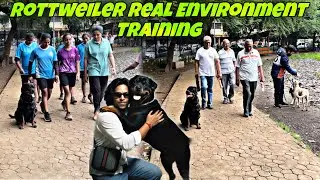 Rottweiler RealEnvironment Training In PublicCrowd | Obedient Rottweiler Trained In Public | Day-494