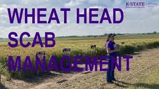 Wheat Variety Development & Management Field Day: Fusarium Head Blight Management