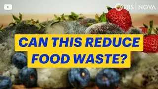 This Artificial Nose Sniffs Out Rotting Food | NOVA | PBS