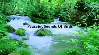 Peaceful sounds of birds | Gentle stream in the mountain | Babbling brook nature sounds |