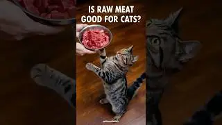 raw cat food | is raw meat good for cats #cats #cat #kitten @felinefriendsacademy1441