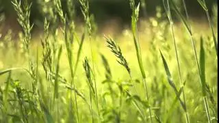 Helios 44-M4 - Grass