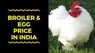 Egg Rates | Broiler Rates | MP Broiler Rates | UP Broiler Rates | Tamilnadu Broiler Rates |12 3 18