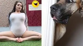 VOICEOVER VIDEOS, FUNNIEST ANIMAL videos 😊 CATS 😺 and DOGS 🐶 2025 #10