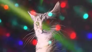 Meow Mix Song | EDM Cat Remix by Ashworth (Ayon Bootleg)