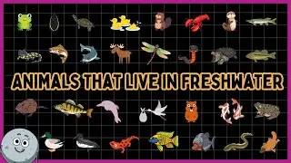 30 Animals That Live in Freshwater for Kids - Learn Freshwater Animals for Children