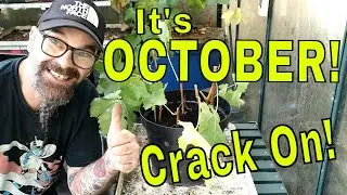 ОКТЯБРЬ! Один из таких дней. Сад Дэйва. Октябрь 2023