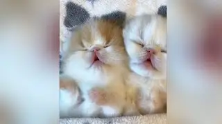 The Cutest Sleepy Tiny Teddy Kittens #babycats #kittens #babykittens