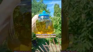 Zimny nap&oacute;j na upały w 10 minut! 🌿 Mięta, oregano i imbir!