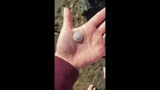 Creatures on Cape Lookout Beach | Существа на пляже Кейп Лукаут