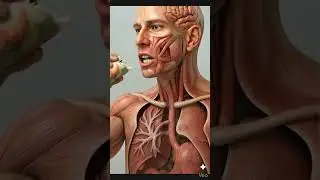 How Your Body Reacts When You Eat Vietnamese Fried Spring Rolls