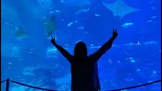 My Visit to Sea Aquarium Singapore | Beautiful | Must Visit Place in Singapore | Gallivanter Arshi