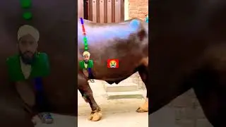 😭 #cow #bakr #animals #bakramand #horse #bachry #bull #bachramandi #love #bachrian
