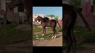 (filly mumal)( sire by sunday wala ghoda)(dev Darbar line ka)#youtubeshort #tiktok #marwadihorse