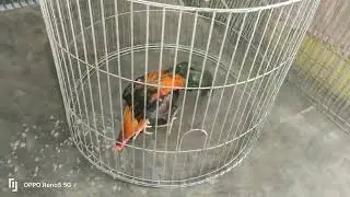 @UD.JAKALELANA  Kurungan Songkok. Kurungan Bulat Diameter 100 cm × Tinggi 80 cm