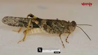 Information of GRASSHOPPER in Konkani | Do you know? | जाणांत तुमी? | Bhaangarbhuin | 19.10.2025