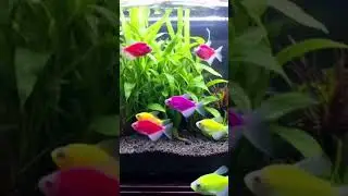 #aquarium #shorts #fishing