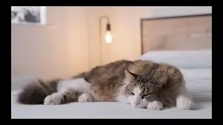 ASMR 10 Hours of Cat Purring 4K &ndash; Soothing ASMR Sounds for Sleep, Relaxation & Anxiety Relief