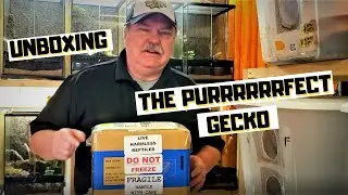 Распаковка мурлыкающего геккона | Aeluroscalabotes felinus the Cat Gecko