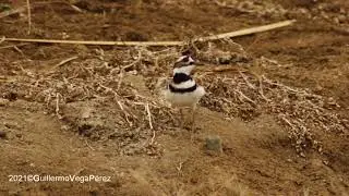 Chorlo Tild&iacute;o, Charadrius vociferus, Killdeer