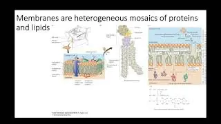 Localization of proteins in the cell 4