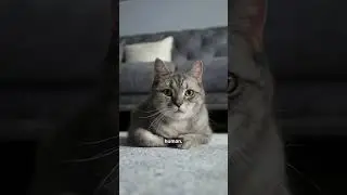 Independent Nature 😼