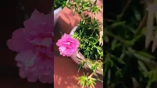 Table Rose🩷 #flowers #nature #gardening #shortsviral #subscribe #india #mossrose #nature #shorts