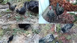 Update on Mercy's 2 Chicks