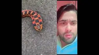 Amezing snake in multi colour 🐍🐍😯😯