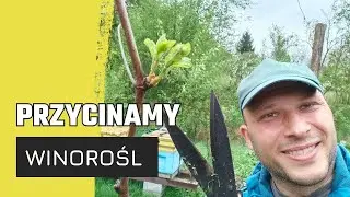 Od chaosu do porządku – moja winorośl przed i po cięciu