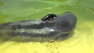 Billy The Seal - The Hennessys