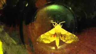Тополевый бражник (Laothoe populi)