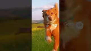 Dog Trips Over Nothing... Invisible Enemy Strikes It came out of nowhere.  #funnyvideos #viralpets