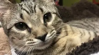 Tiny Lions cat cafe | Ann Arbor Michigan